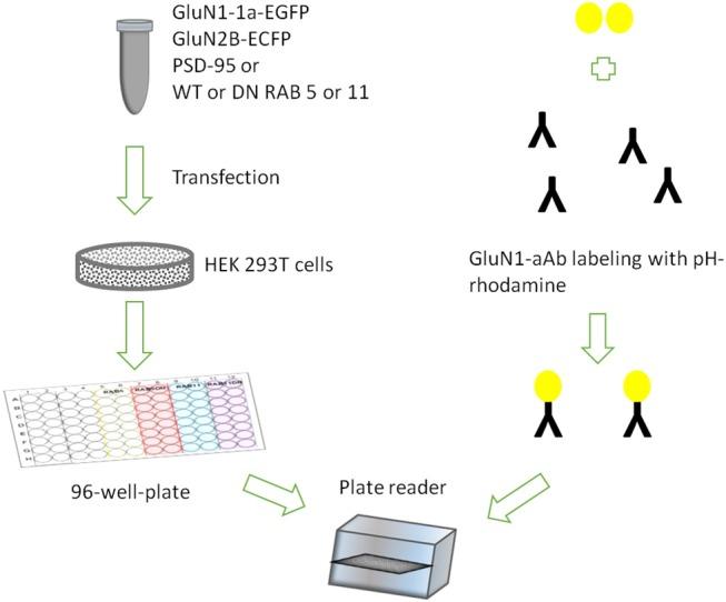 https://cdn.ncbi.nlm.nih.gov/pmc/blobs/164b/6405626/4cad17f3f67e/fneur-10-00178-g0001.jpg