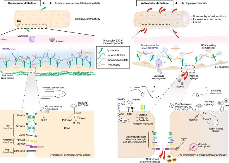 https://cdn.ncbi.nlm.nih.gov/pmc/blobs/164c/12141729/3c2acb3b3316/13613_2025_1474_Fig2_HTML.jpg