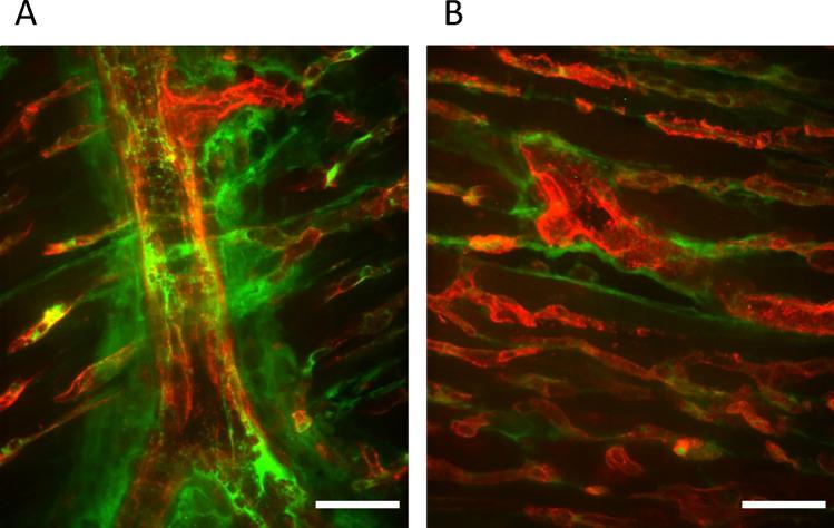 https://cdn.ncbi.nlm.nih.gov/pmc/blobs/164c/12141729/6040edab190b/13613_2025_1474_Fig1_HTML.jpg