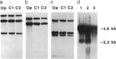https://cdn.ncbi.nlm.nih.gov/pmc/blobs/1653/54211/c773ddc80f71/pnas01037-0428-a.jpg