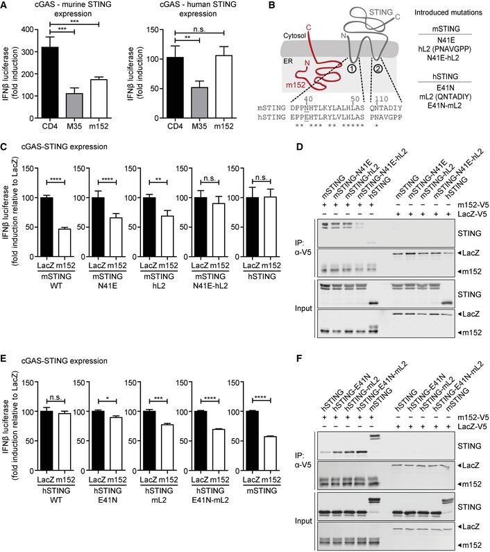 https://cdn.ncbi.nlm.nih.gov/pmc/blobs/1653/6396373/30e51f488255/EMBJ-38-e100983-g008.jpg