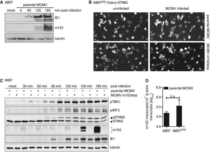 https://cdn.ncbi.nlm.nih.gov/pmc/blobs/1653/6396373/9f0434ffffe0/EMBJ-38-e100983-g007.jpg