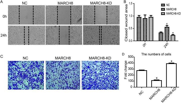 https://cdn.ncbi.nlm.nih.gov/pmc/blobs/165a/5746139/49cdfebc6104/oncotarget-08-108238-g004.jpg