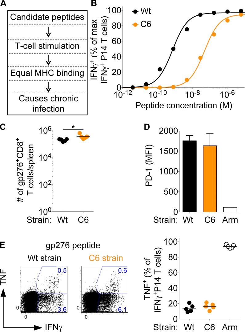 https://cdn.ncbi.nlm.nih.gov/pmc/blobs/165b/4995073/cc74e3056557/JEM_20150598_Fig6.jpg