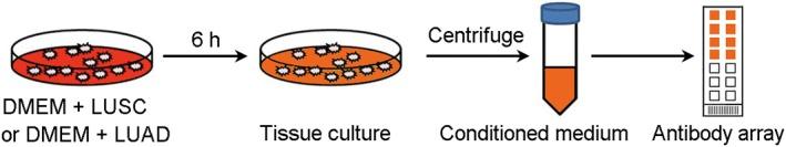 https://cdn.ncbi.nlm.nih.gov/pmc/blobs/165b/6026602/2fc46332683c/TCA-9-775-g004.jpg