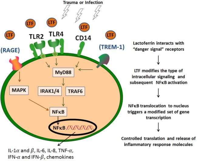 https://cdn.ncbi.nlm.nih.gov/pmc/blobs/1660/5681489/2df0c186db20/fimmu-08-01438-g002.jpg
