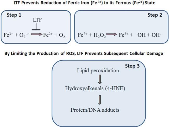 https://cdn.ncbi.nlm.nih.gov/pmc/blobs/1660/5681489/6a3b1f334c63/fimmu-08-01438-g003.jpg
