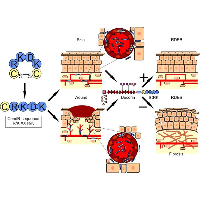 https://cdn.ncbi.nlm.nih.gov/pmc/blobs/1662/7403337/4e37174ba7ea/fx1.jpg