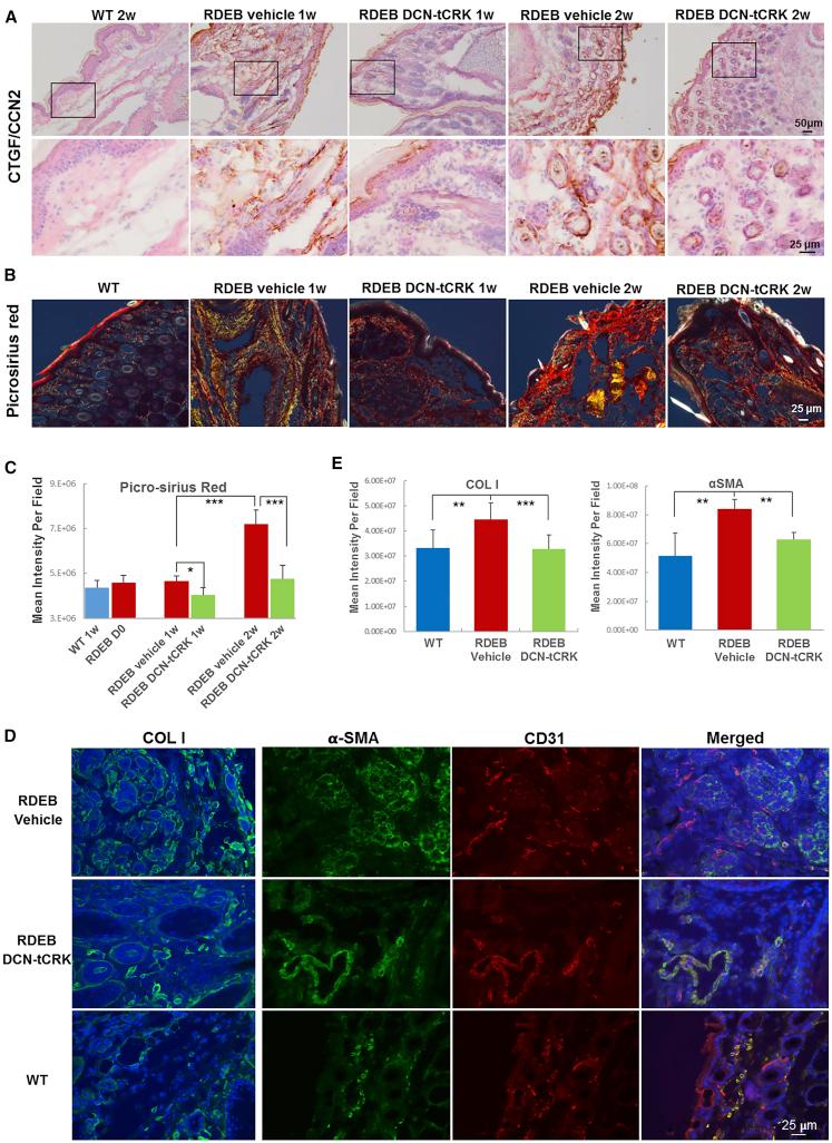 https://cdn.ncbi.nlm.nih.gov/pmc/blobs/1662/7403337/7b97b7eb5fd6/gr6.jpg