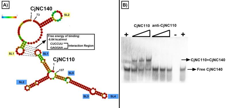 https://cdn.ncbi.nlm.nih.gov/pmc/blobs/1667/10470494/192bad807a90/mbio.00833-23.f006.jpg