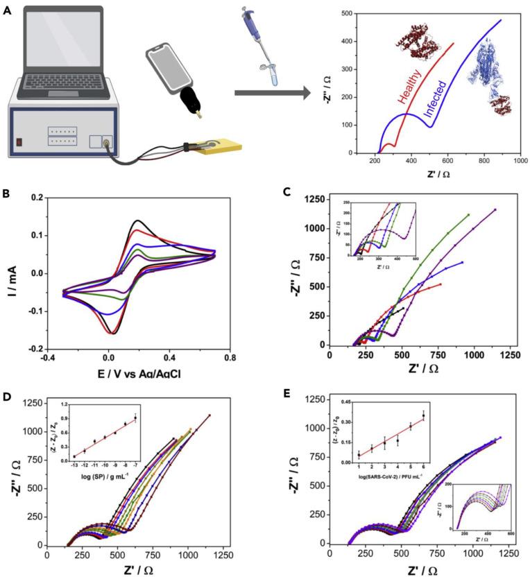 https://cdn.ncbi.nlm.nih.gov/pmc/blobs/1669/9688389/12835b4b69ab/biosensors-12-00984-g006.jpg