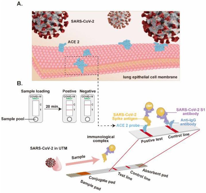 https://cdn.ncbi.nlm.nih.gov/pmc/blobs/1669/9688389/b65f180aedbe/biosensors-12-00984-g009.jpg