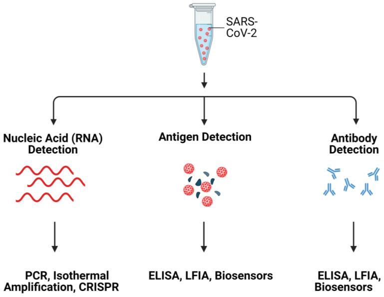 https://cdn.ncbi.nlm.nih.gov/pmc/blobs/1669/9688389/e8e163340b6f/biosensors-12-00984-g001.jpg