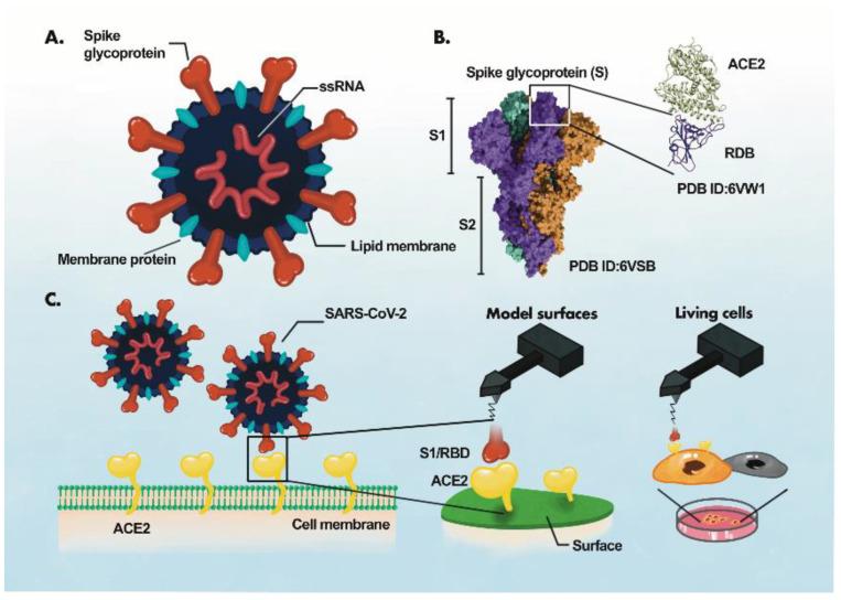 https://cdn.ncbi.nlm.nih.gov/pmc/blobs/1669/9688389/f952ed11650a/biosensors-12-00984-g003.jpg