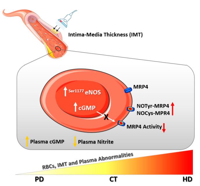 https://cdn.ncbi.nlm.nih.gov/pmc/blobs/166a/8002384/61442e1485d1/ijms-22-03049-g008.jpg