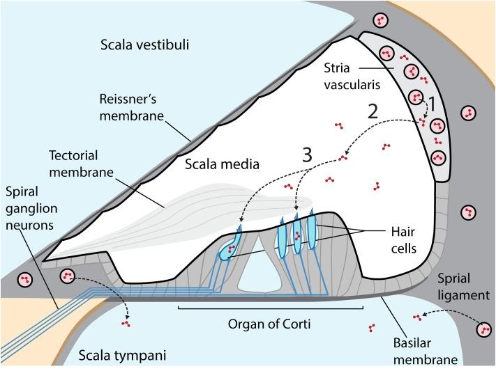 https://cdn.ncbi.nlm.nih.gov/pmc/blobs/166c/5702304/a187450df0bb/fncel-11-00362-g001.jpg