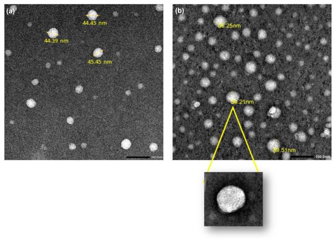 https://cdn.ncbi.nlm.nih.gov/pmc/blobs/166f/10761494/7fa74eefac9a/13346_2023_1409_Fig2_HTML.jpg