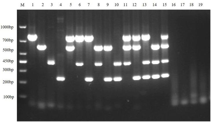 https://cdn.ncbi.nlm.nih.gov/pmc/blobs/1670/9679136/018f34a8f76e/fvets-09-1033864-g0007.jpg