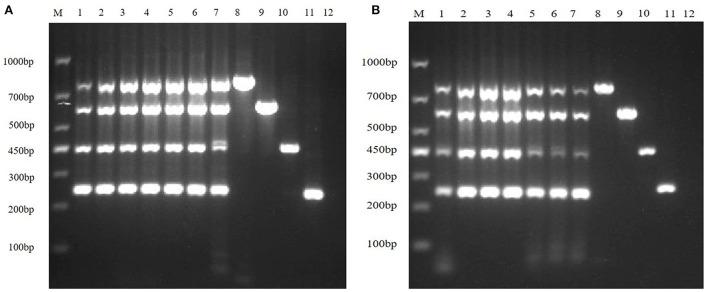 https://cdn.ncbi.nlm.nih.gov/pmc/blobs/1670/9679136/96575eb5987e/fvets-09-1033864-g0003.jpg