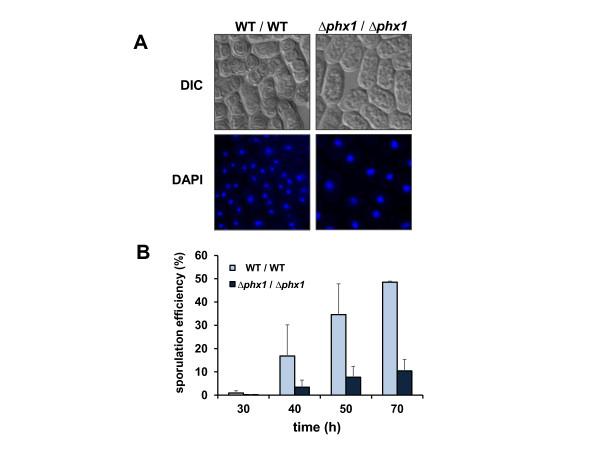 https://cdn.ncbi.nlm.nih.gov/pmc/blobs/1676/3438059/1345d6011348/1471-2180-12-86-6.jpg