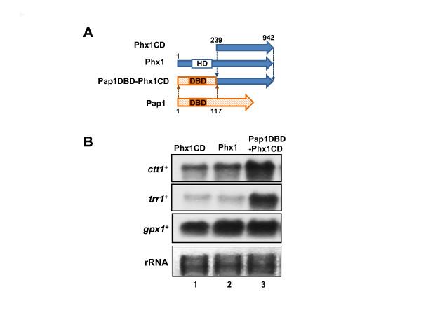https://cdn.ncbi.nlm.nih.gov/pmc/blobs/1676/3438059/e6d5c9fdfe80/1471-2180-12-86-2.jpg