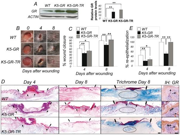https://cdn.ncbi.nlm.nih.gov/pmc/blobs/167c/3250471/7abf771fde75/pone.0029701.g001.jpg