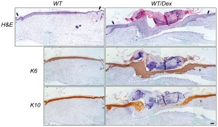 https://cdn.ncbi.nlm.nih.gov/pmc/blobs/167c/3250471/ccef38c2cb01/pone.0029701.g003.jpg