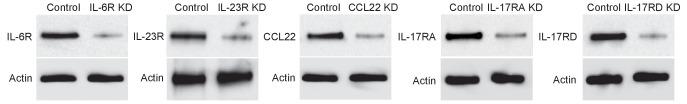 https://cdn.ncbi.nlm.nih.gov/pmc/blobs/167f/6314783/5606153f3e4a/elife-39479-fig3-figsupp2.jpg