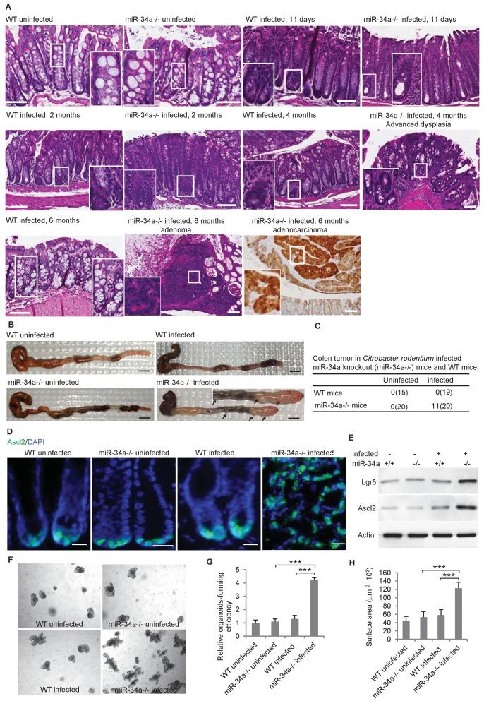https://cdn.ncbi.nlm.nih.gov/pmc/blobs/167f/6314783/837adeda7101/elife-39479-fig1.jpg