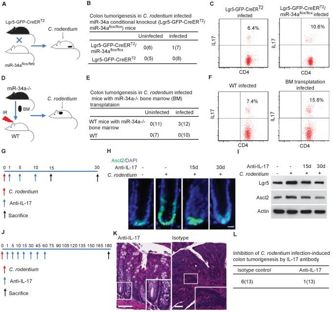 https://cdn.ncbi.nlm.nih.gov/pmc/blobs/167f/6314783/89f3a8c21408/elife-39479-fig6.jpg