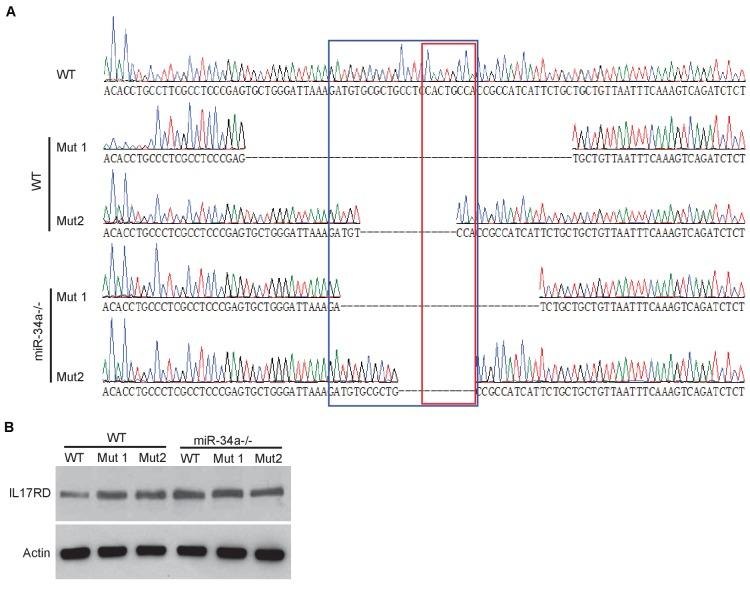 https://cdn.ncbi.nlm.nih.gov/pmc/blobs/167f/6314783/b20d14b06e78/elife-39479-fig5-figsupp1.jpg