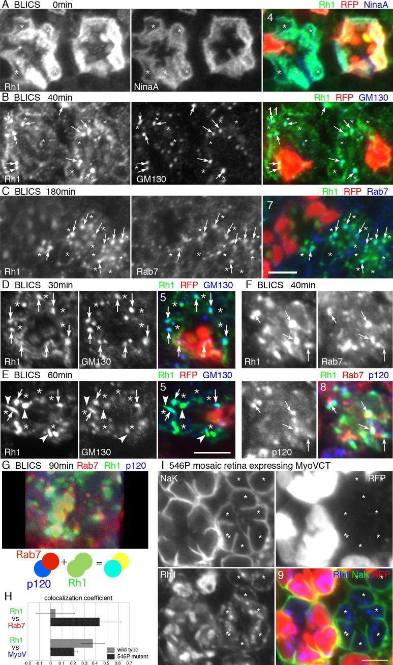 https://cdn.ncbi.nlm.nih.gov/pmc/blobs/1681/4758697/953b9b526c4f/pgen.1005828.g003.jpg