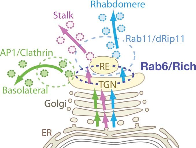https://cdn.ncbi.nlm.nih.gov/pmc/blobs/1681/4758697/b032c3125e95/pgen.1005828.g008.jpg