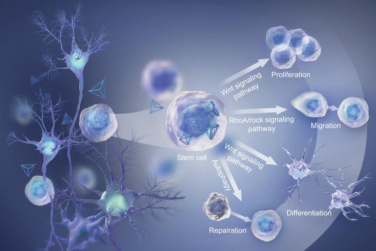 https://cdn.ncbi.nlm.nih.gov/pmc/blobs/1686/9622686/1449538e0a9e/41368_2022_199_Fig5_HTML.jpg