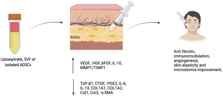 https://cdn.ncbi.nlm.nih.gov/pmc/blobs/1687/11941144/6e4657d16f9f/cells-14-00458-g002.jpg