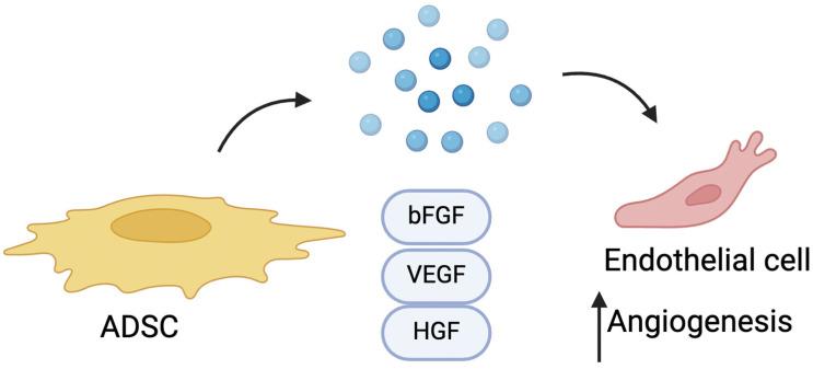 https://cdn.ncbi.nlm.nih.gov/pmc/blobs/1687/11941144/e539c34c8841/cells-14-00458-g003.jpg