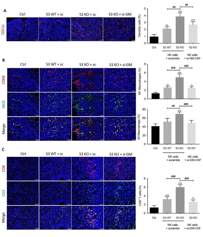 https://cdn.ncbi.nlm.nih.gov/pmc/blobs/168d/11335298/aa9f2039d3bb/18_2024_5290_Fig4_HTML.jpg