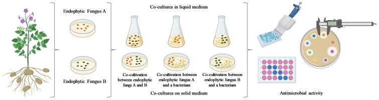 https://cdn.ncbi.nlm.nih.gov/pmc/blobs/168d/11677400/6e76bcb3a488/microorganisms-12-02413-g001.jpg