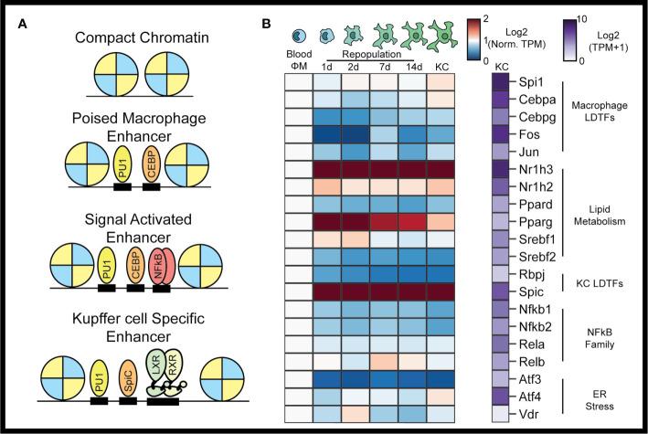 https://cdn.ncbi.nlm.nih.gov/pmc/blobs/168e/7870864/7cd40edc21b3/fimmu-11-609618-g001.jpg