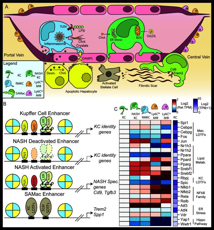 https://cdn.ncbi.nlm.nih.gov/pmc/blobs/168e/7870864/ad30a48c0341/fimmu-11-609618-g003.jpg