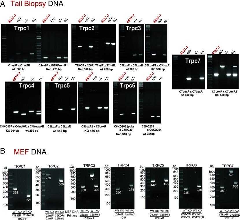 https://cdn.ncbi.nlm.nih.gov/pmc/blobs/1694/11626178/e143d26631bd/pnas.2411389121fig02.jpg
