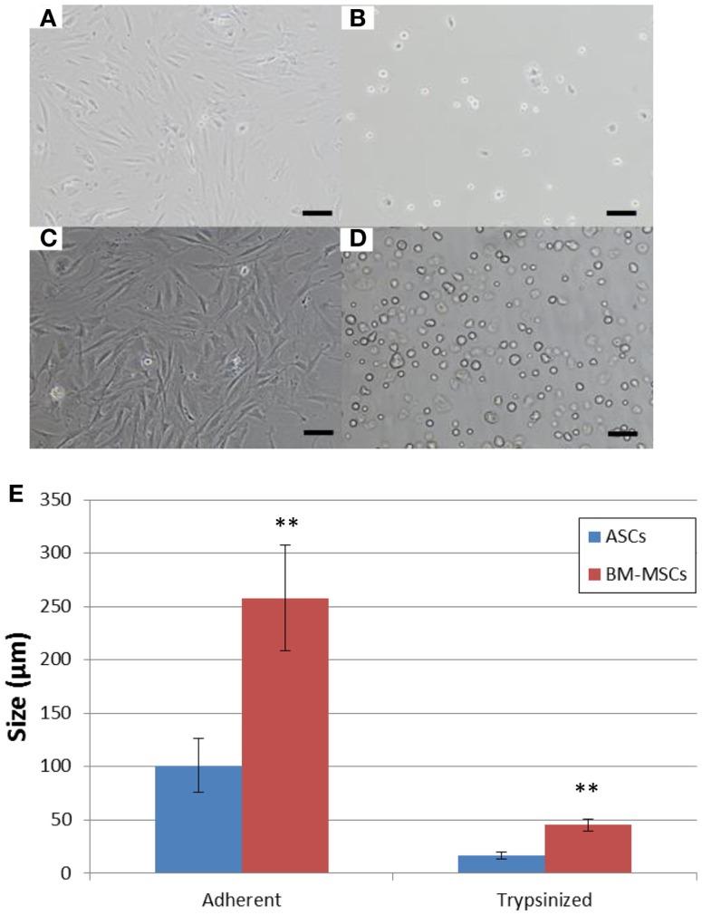 https://cdn.ncbi.nlm.nih.gov/pmc/blobs/1694/4399413/bce3d6d379ca/fimmu-06-00131-g002.jpg