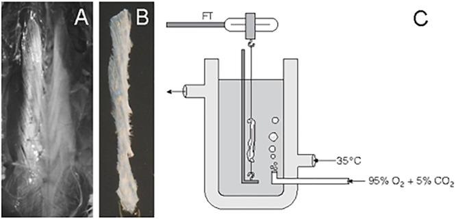 https://cdn.ncbi.nlm.nih.gov/pmc/blobs/1694/6455047/ba4f315ac6ac/fphys-10-00336-g001.jpg