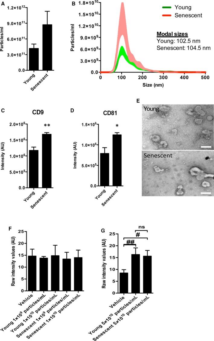 https://cdn.ncbi.nlm.nih.gov/pmc/blobs/1695/7176858/453c85e4667b/JCMM-24-4871-g002.jpg