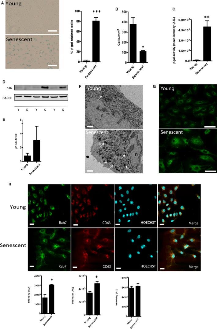 https://cdn.ncbi.nlm.nih.gov/pmc/blobs/1695/7176858/d6e7cdd52a63/JCMM-24-4871-g001.jpg