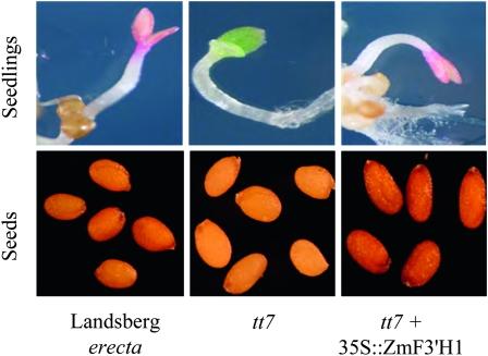 https://cdn.ncbi.nlm.nih.gov/pmc/blobs/1698/3120156/fdd290442fb0/69fig6.jpg