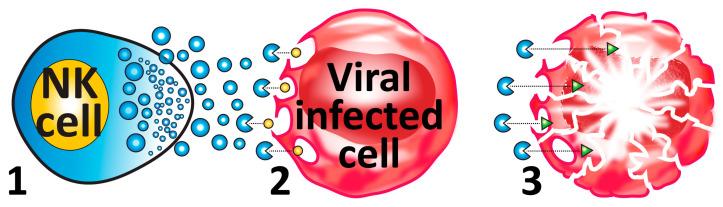https://cdn.ncbi.nlm.nih.gov/pmc/blobs/1699/10818828/03d01edf2ce3/microorganisms-12-00230-g004.jpg