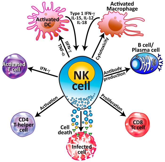 https://cdn.ncbi.nlm.nih.gov/pmc/blobs/1699/10818828/2e9dc4486877/microorganisms-12-00230-g005.jpg