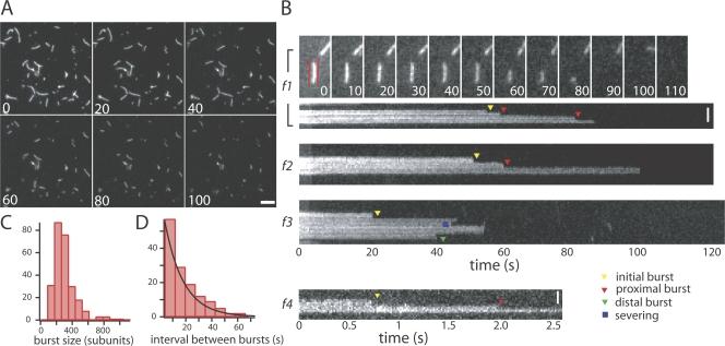 https://cdn.ncbi.nlm.nih.gov/pmc/blobs/169a/2483518/c1480e65f8ce/jcb1820341f01.jpg