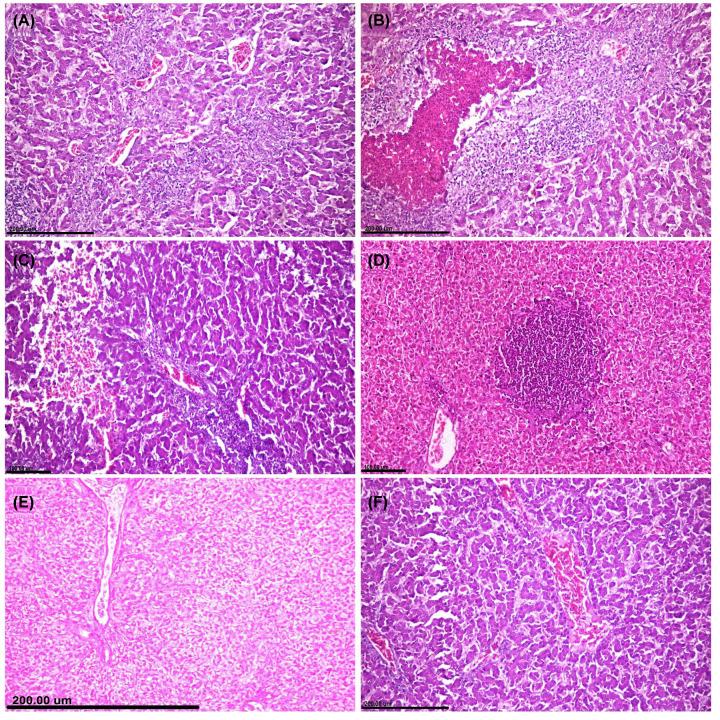 https://cdn.ncbi.nlm.nih.gov/pmc/blobs/169a/8056002/1d4bffc6457d/bsr-41-bsr20204091-g4.jpg